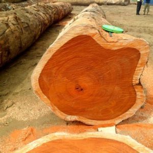 Padauk Wood Logs