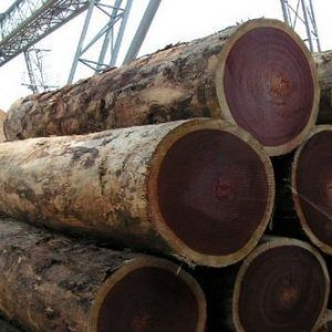 Rose Wood Logs