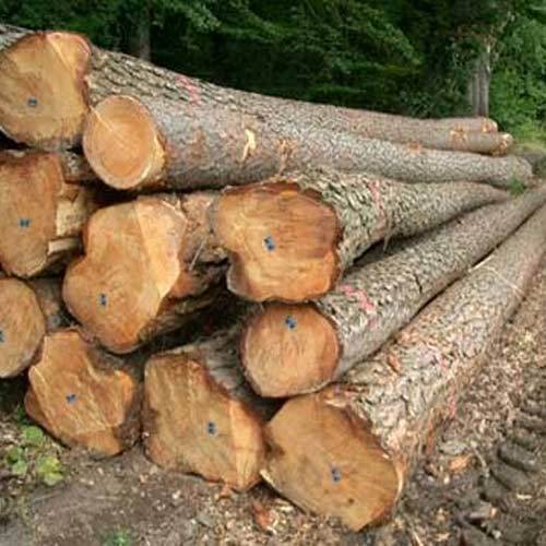 Teak Wood Logs By Fresh Trading Supply B.V.