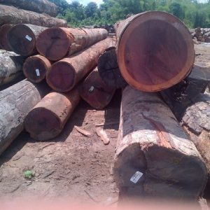 Zebrano Wood Logs