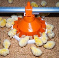 Poultry Automatic Pan Feeding System - Feature: Complete Turnkey