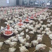 Poultry  Watering System