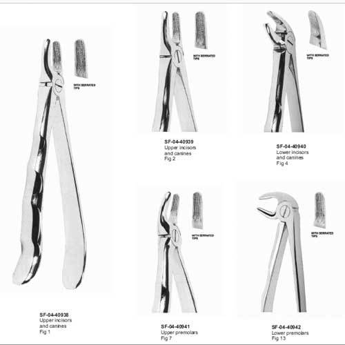 Upper Incisors and Canines
