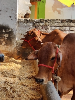 Sahiwal Cattle Supplier In Maharashtra - Color: Brown And Reddish Brown