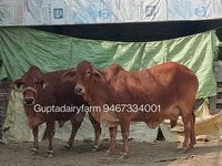 Sahiwal Cattle Supplier In Maharashtra