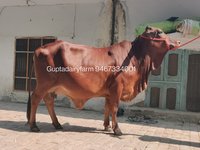 Sahiwal Cattle Supplier In Maharashtra