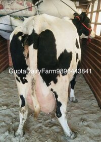 Best Hf Cow Supplier In Pune