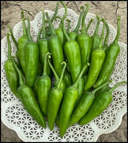 CHILLI F1-RAGINI HOT