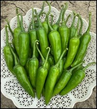 CHILLI F1-RSC-1986  Bullet  (Ragini Hot)