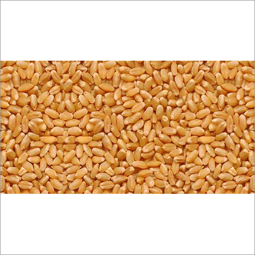 Hybrid Wheat Seeds