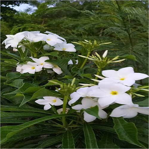 White Natural Flower Plant