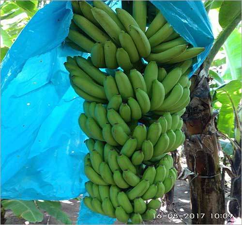 Banana Plant Shelf Life: Long Life Years