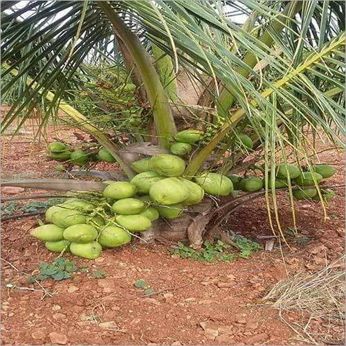 Coconut Plant Shelf Life: Long Life Years