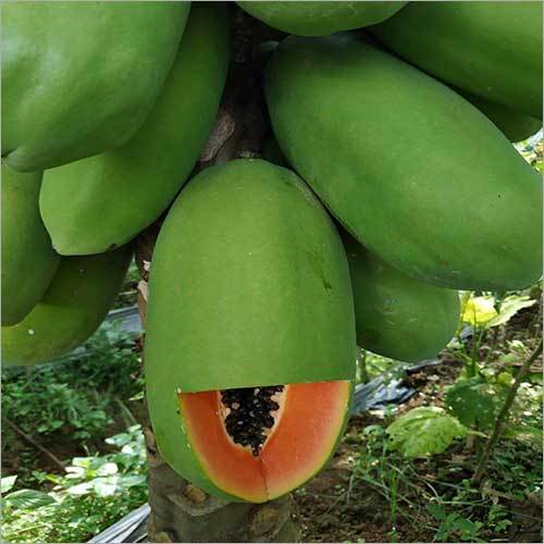Papaya Plant Shelf Life: Long Life Years
