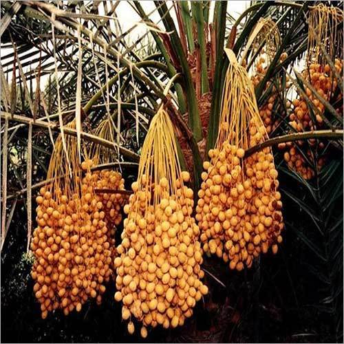 Date Palm Tree Plant Shelf Life: Long Life Years
