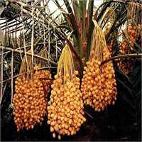 Date Palm Tree Plant Shelf Life: Long Life Years