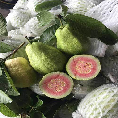 Guava Plant Shelf Life: Long Life Years