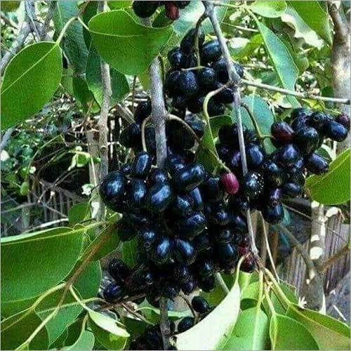 Black Grapes Plant