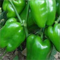 Capsicum Plant Shelf Life: Long Life Years