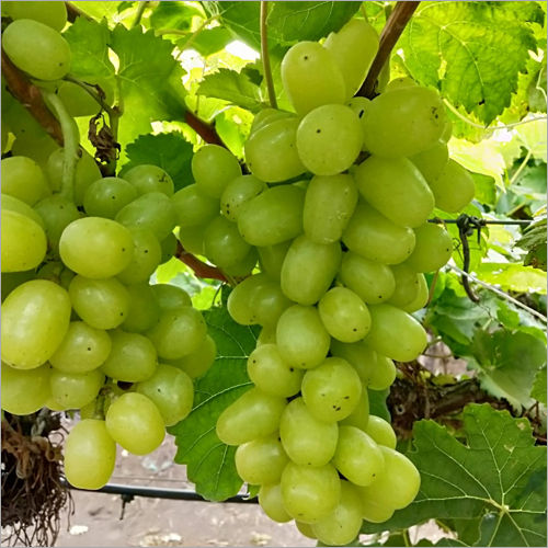 Green Fresh Grapes