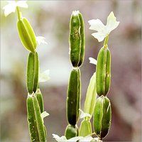 cissus quadrangularis