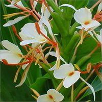 Hedychium Spicatum