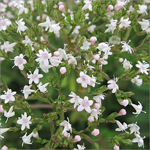 Valeriana Jatamansi