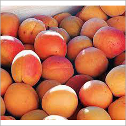 Fresh Apricot By ASGME EXPORTS
