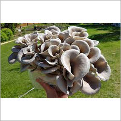 Oyster Mushroom