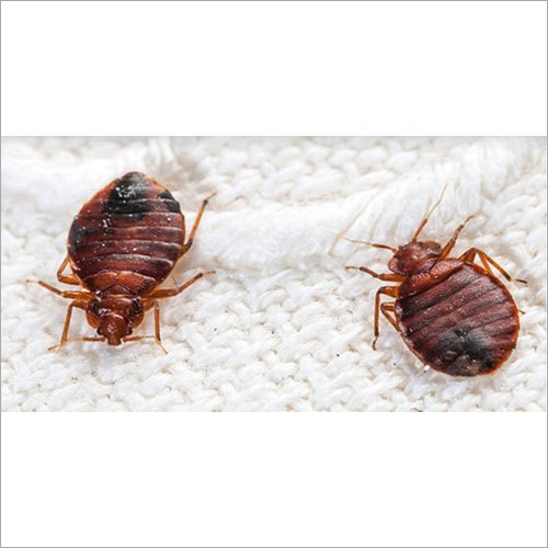Bed Bugs Pest Control Services