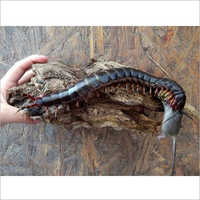 Indoor Pest Control Services