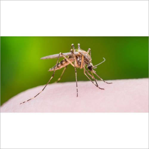 Mosquitoes Pest Control Services By PESTOLOGIST PEST CONTROL EXPERT