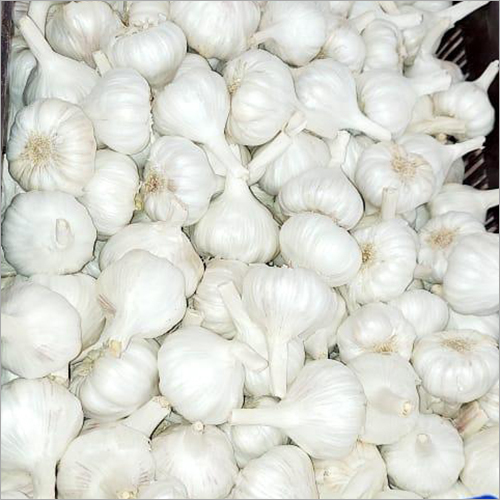 Fresh Garlic