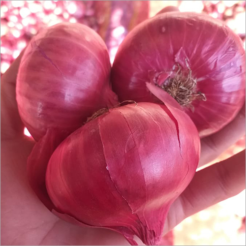 Fresh Onion