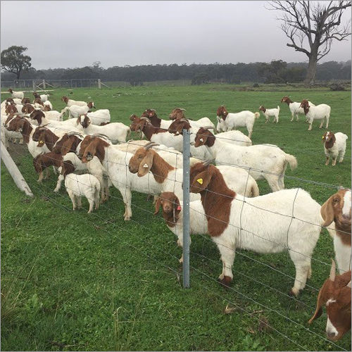 Boer Goats