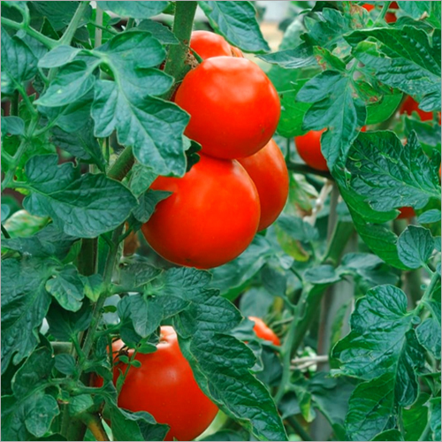 प्राकृतिक ताज़ा टमाटर