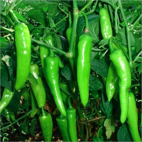 Natural Long Green Chilli