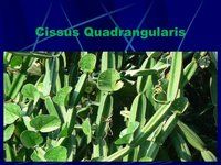 cissus quadrangularis