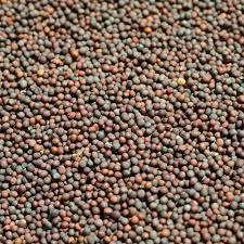 Mustard Seed By VINOD TRADING COMPANY