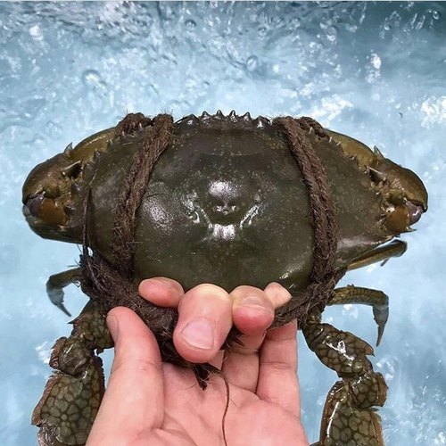 Black Mud Crab