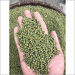 Green Mung Bean