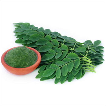Moringa Leaves By SRIYANKA AGROTECH