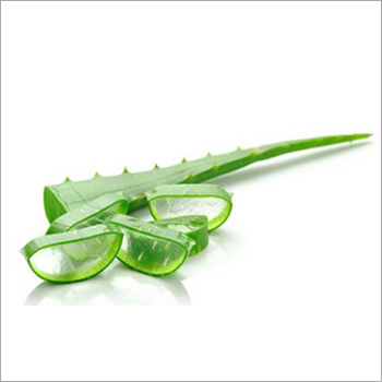 Aloe Vera Leaves