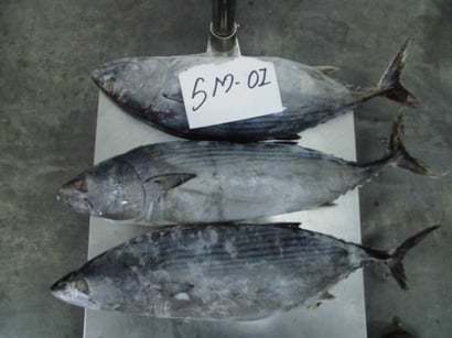 Frozen Bonito Tuna Fish