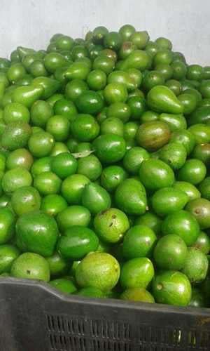Farm Fresh Green Avocado Fruit
