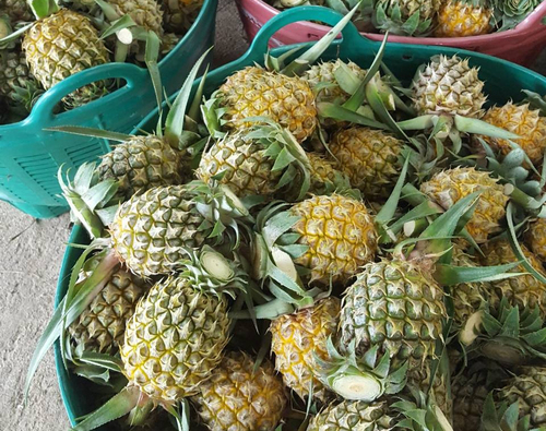 Pineapple Pulp