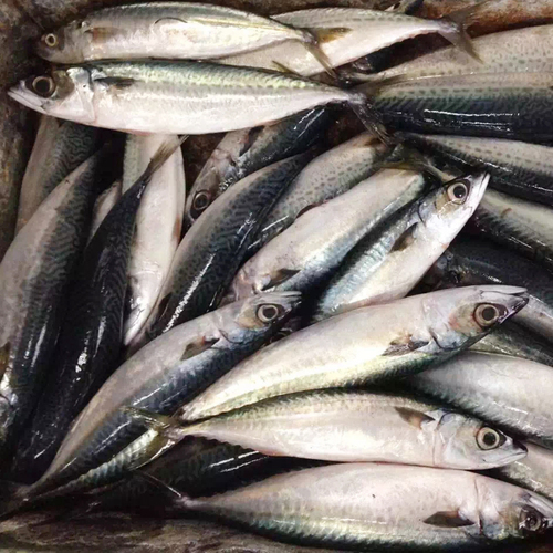 Frozen Pacific Mackerel Fish