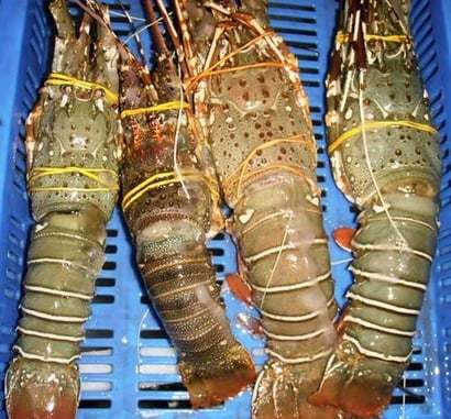 Frozen Lobster