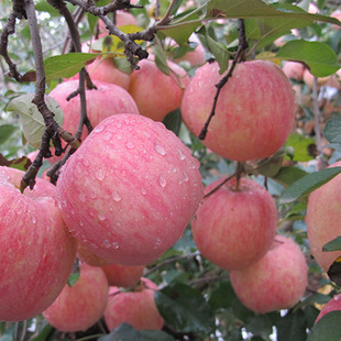 Grade A Fuji Apple