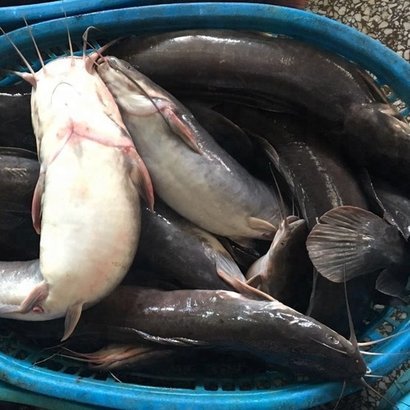 100% Fresh Smoked Catfish/ Smoked Catfish